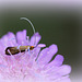 Nemophora metallica ( Adela metallica) - Adèle de la Scabieuse