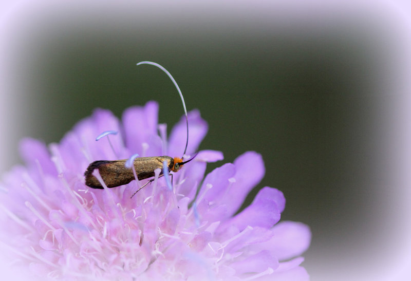 Nemophora metallica ( Adela metallica) - Adèle de la Scabieuse