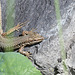 Lézard des murailles 2