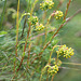 Sedum reflexum