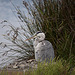 20110530 4450RTw [F] Graureiher, Parc Ornithologique, Camargue