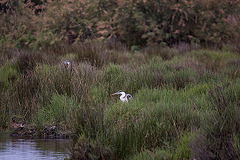 20110530 4449RTw [F] Graureiher, Stockente, Parc Ornithologique, Camargue