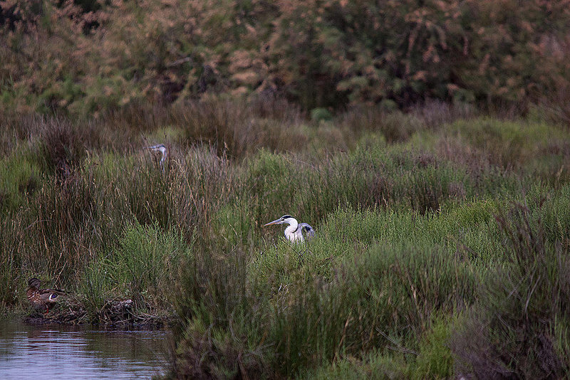 20110530 4449RTw [F] Graureiher, Stockente, Parc Ornithologique, Camargue