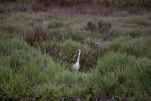 20110530 4448RTw [F] Graureiher, Parc Ornithologique, Camargue