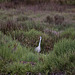 20110530 4448RTw [F] Graureiher, Parc Ornithologique, Camargue