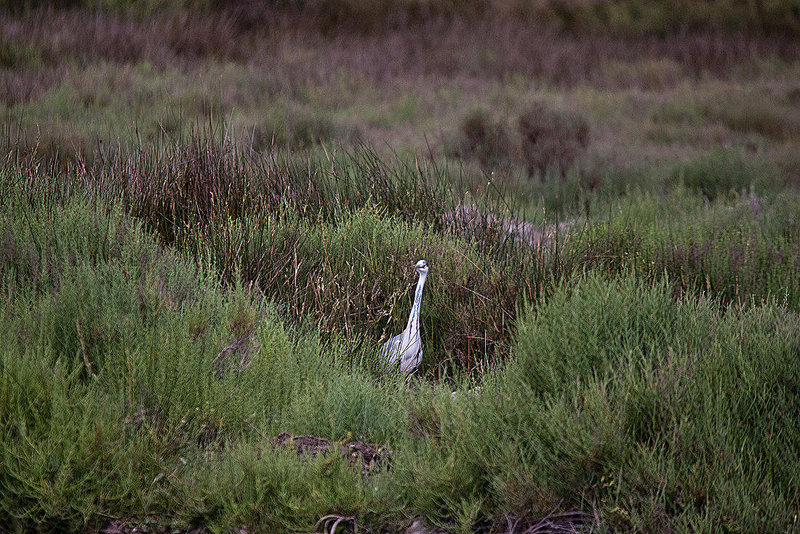 20110530 4448RTw [F] Graureiher, Parc Ornithologique, Camargue