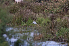 20110530 4447RTw [F] Stockente, Graureiher, Parc Ornithologique, Camargue