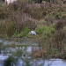 20110530 4447RTw [F] Stockente, Graureiher, Parc Ornithologique, Camargue