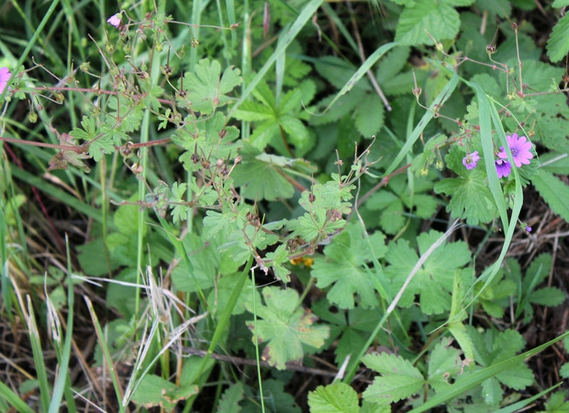 Geranium des Pyrénées