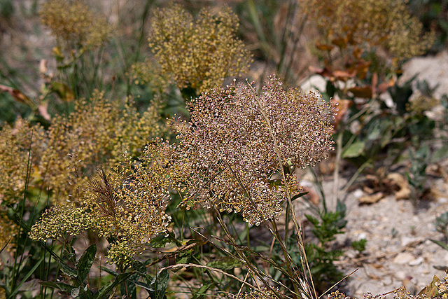 20110530 4445RTw [F] Natur, Parc Ornithologique, Camargue