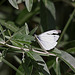 20110530 4444RTw [F] Kohlweißling, Parc Ornithologique, Camargue