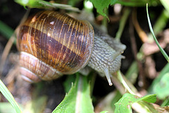 Helix pomatia