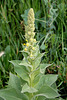 Verbascum thapsus