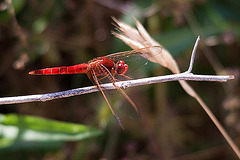 20110530 4441RTw [F] Libelle, Parc Ornithologique, Camargue