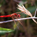 20110530 4441RTw [F] Libelle, Parc Ornithologique, Camargue