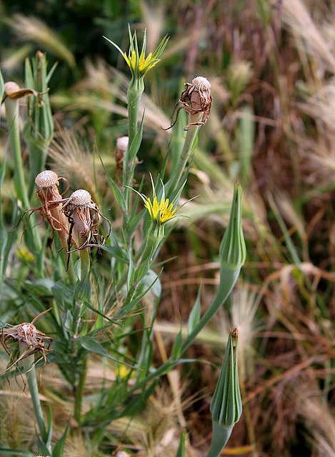 Tragopogon pratensis