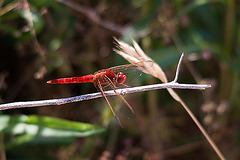 20110530 4440RTw [F] Libelle, Parc Ornithologique, Camargue