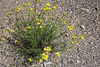 Senecio inaequidens