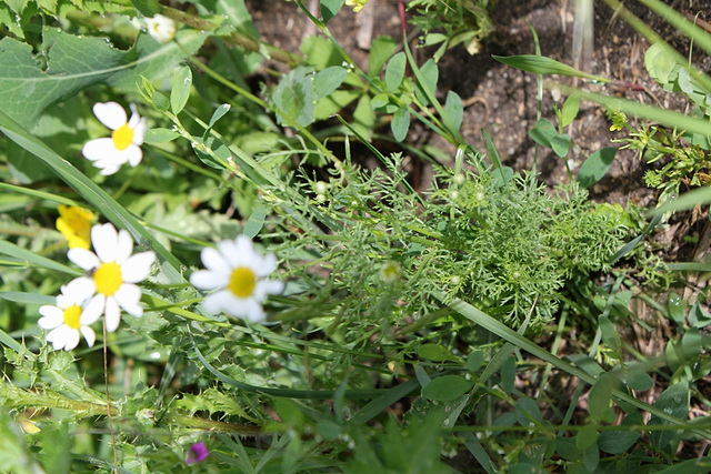 Anthemis arvensis