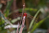 20110530 4439RTw [F] Feuerlibelle (Crocothemis erythraea) [m], Parc Ornithologique, Camargue