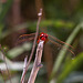 20110530 4439RTw [F] Libelle, Parc Ornithologique, Camargue