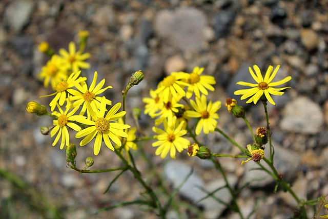 Senecio inaequidens