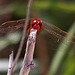 20110530 4438RTw [F] Libelle, Parc Ornithologique, Camargue
