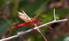 20110530 4437RTw [F] Libelle, Parc Ornithologique, Camargue