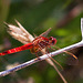 20110530 4437RTw [F] Libelle, Parc Ornithologique, Camargue