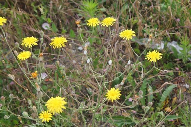 Crepis biennis