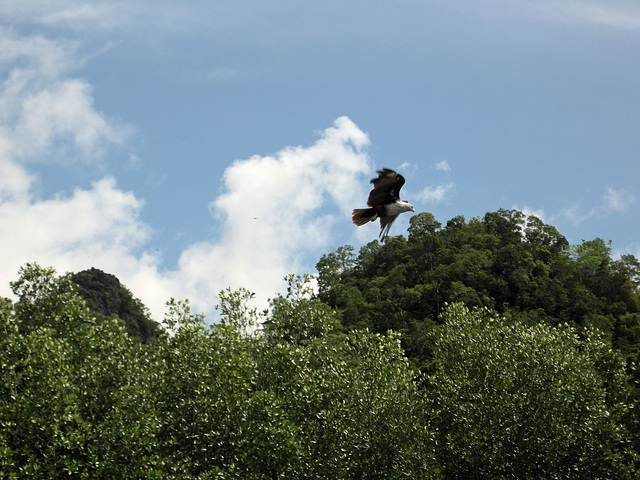 Adler vorm Sturzflug