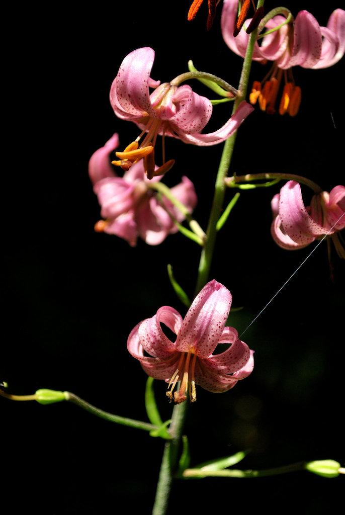 Lilium martagon