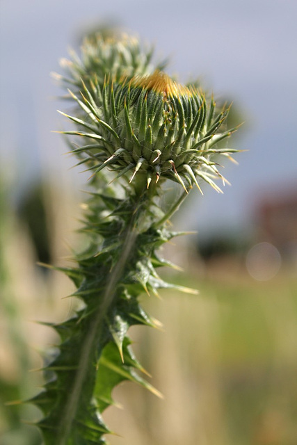 Onopordium acanthium 5