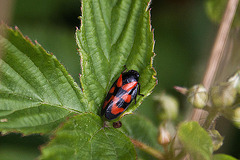 20110519 2659RAw [D~MI] Blutzikade (Cercopis vulnerata), Großes Torfmoor, Hille