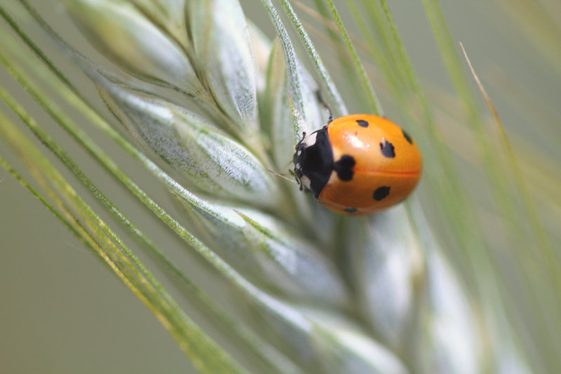 Coccinelle 7 points sur Epis 1