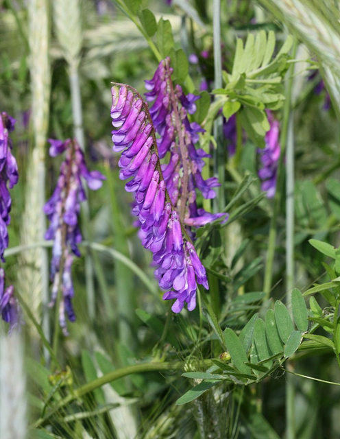 Vicia cracca