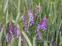 Vicia tenuifolia