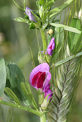 Vicia sativa- Vesce cultivée