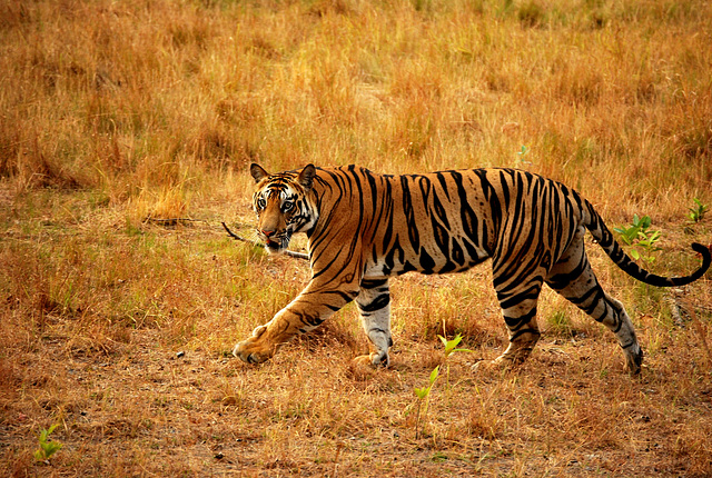 India. Wild tiger. Tigre sauvage