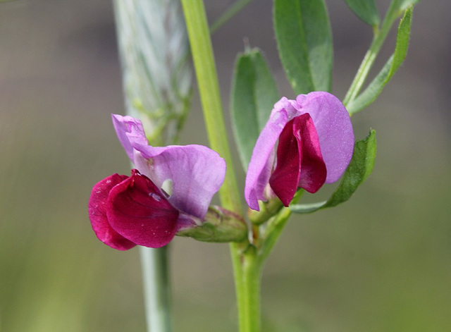 Vicia sativa- Vesce cultivée