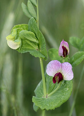 Pisum sativum- Pois des champs -ssp arvense