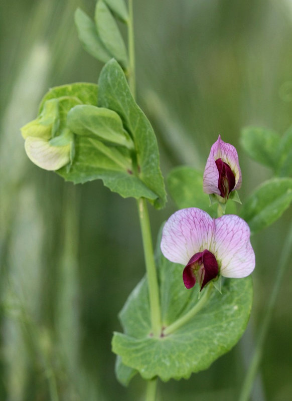 Pisum sativum- Pois des champs -ssp arvense