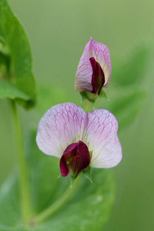 Pisum sativum - Pois des champs
