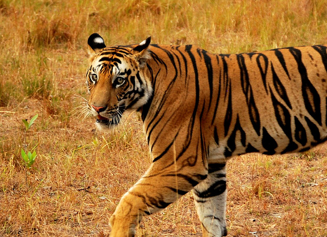 India. Wild tiger. Tigre sauvage