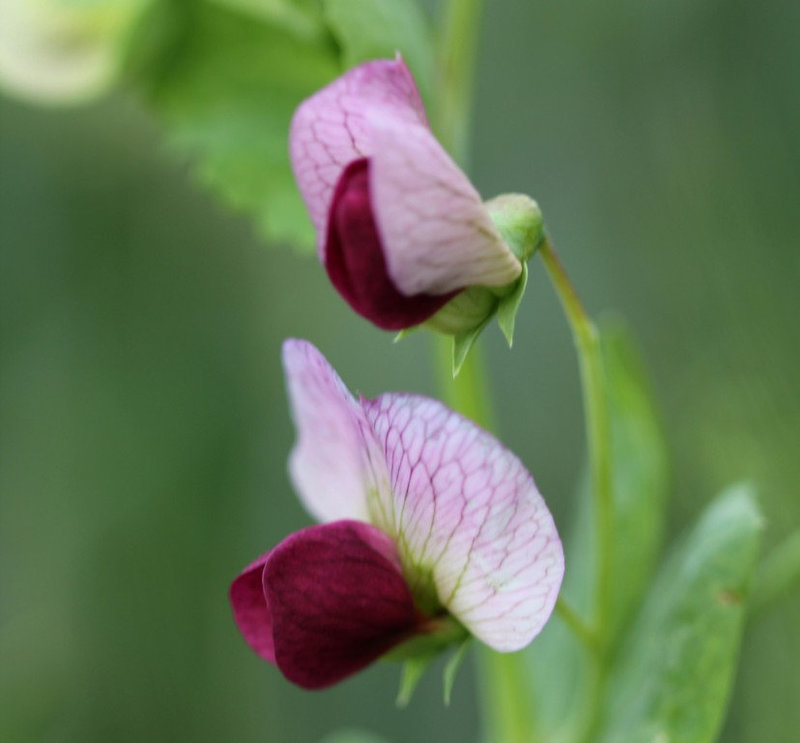 Pisum sativum ssp arvense - pois des champs