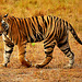 India. Wild tiger. Tigre sauvage