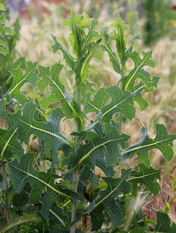 Lactuca serriola