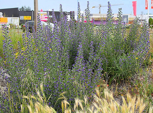 Echium vulgare