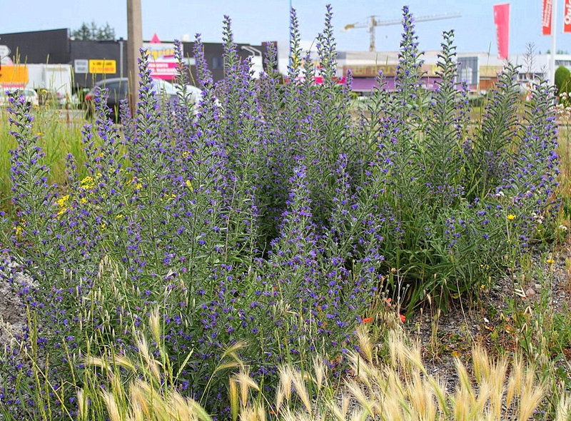 Echium vulgare