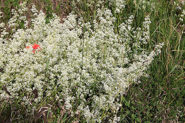 Galium mollugo